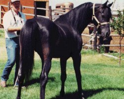 Deckhengst HMR Haltanny ox (Vollblutaraber, 1965, von Hallany Mistanny ox)