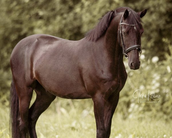 horse Night of Thunder (German Riding Pony, 2018, from Nino)