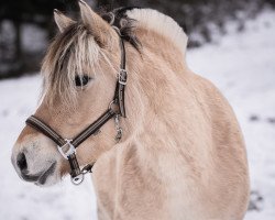 Pferd Astrid Vårby (Fjordpferd, 2021, von Højgaards Nando)