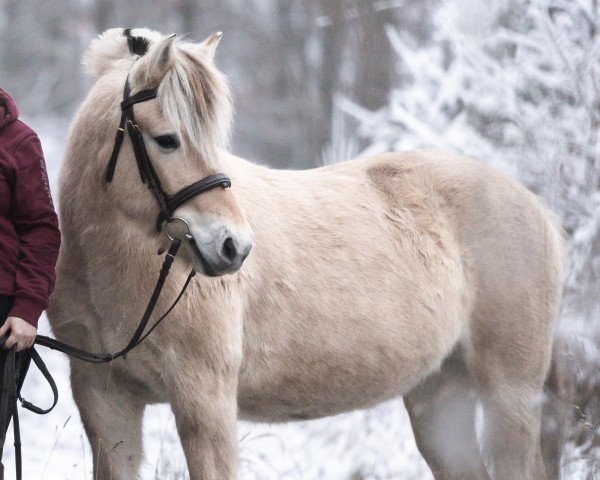 broodmare Alma Vårby (Fjord Horse, 2018, from Model Skovå)