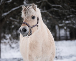 Pferd Arlett Vårby (Fjordpferd, 2018, von Orion Halsnæs)