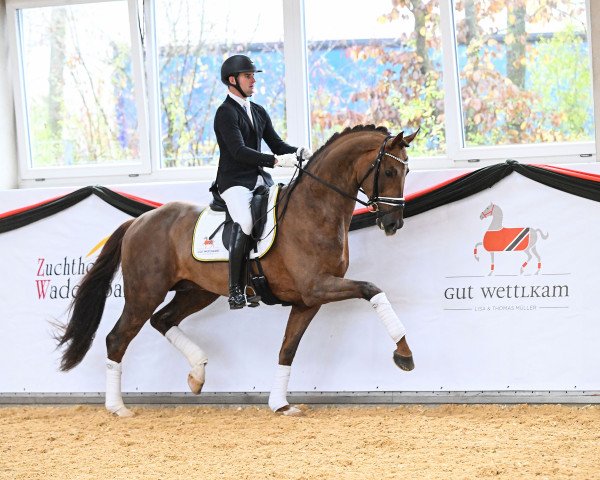 stallion Feliciano (German Sport Horse, 2019, from Marburg's Floricello OLD)