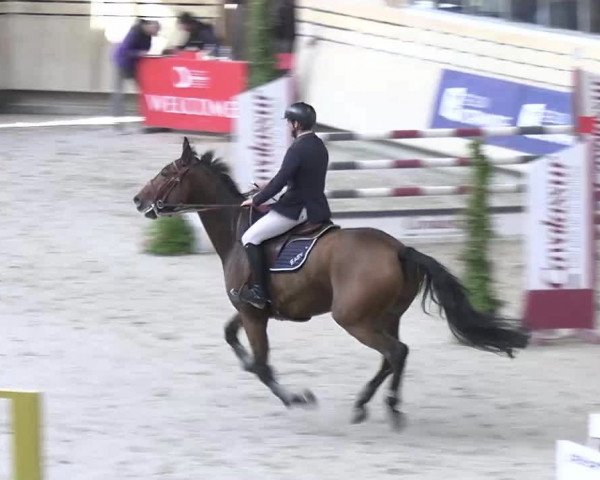 jumper Easyjump du Maizeret (Selle Français, 2014, from Vagabond de la Pomme)