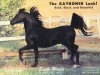 stallion Gayronek ox (Arabian thoroughbred, 1964, from Risab ox)