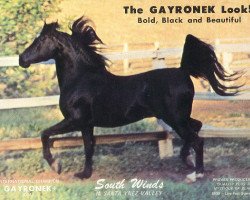 Deckhengst Gayronek ox (Vollblutaraber, 1964, von Risab ox)