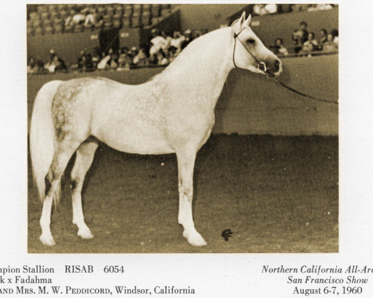 horse Risab ox (Arabian purebred, 1950, from Ronek ox)