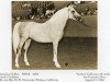 horse Risab ox (Arabian thoroughbred, 1950, from Ronek ox)