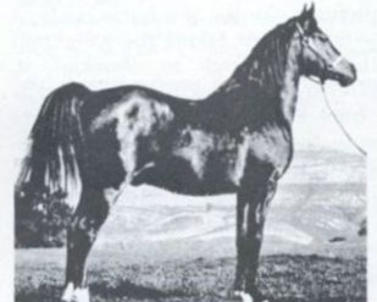stallion Gayr ox (Arabian purebred, 1940, from Ronek ox)