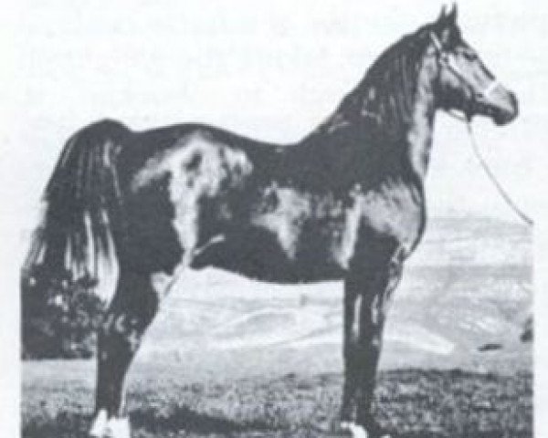 stallion Gayr ox (Arabian thoroughbred, 1940, from Ronek ox)