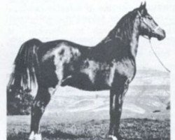 Deckhengst Gayr ox (Vollblutaraber, 1940, von Ronek ox)