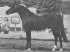 stallion SW Amyr Gayronek ox (Arabian thoroughbred, 1971, from Gayronek ox)