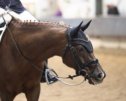 dressage horse Satino K (Rhinelander, 2012, from Soliman)