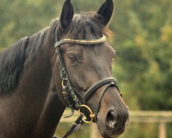 dressage horse Legato Grazioso (Rhinelander, 2003, from Lord Loxley I)