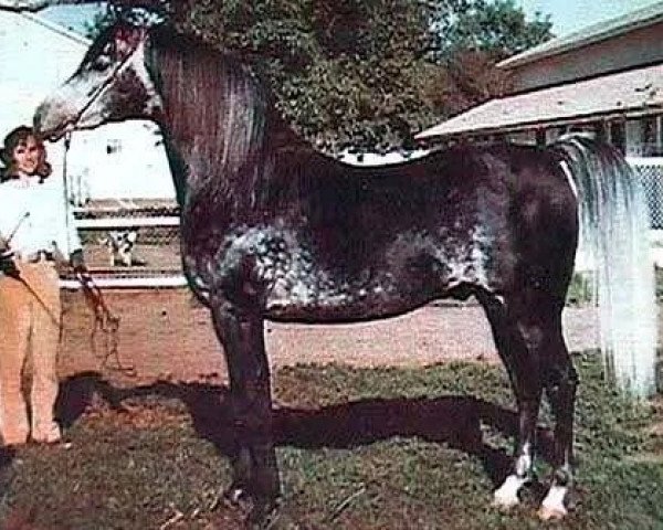 horse Ibn Fadjur ox (Arabian thoroughbred, 1959, from Fadjur ox)