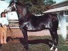 horse Ibn Fadjur ox (Arabian thoroughbred, 1959, from Fadjur ox)