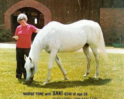 broodmare Saki ox (Arabian thoroughbred, 1950, from Ferseyn ox)