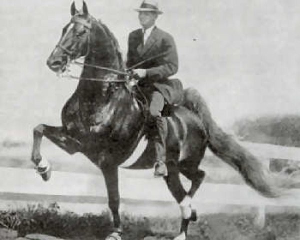 stallion The Rambler (American Saddlebred Horse, 1950, from Genius Bourbon King)