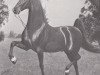 stallion The Red Rambler (American Saddlebred Horse, 1958, from The Rambler)