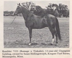 horse Rambler ox (Arabian thoroughbred, 1951, from Ramage ox)