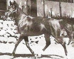 stallion Royal Tarlor ox (Arabian thoroughbred, 1969, from Royal Zaltar ox)