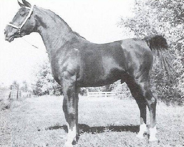 stallion Royal Zaltar ox (Arabian thoroughbred, 1960, from Tarff ox)