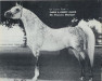 horse Phar ox (Arabian thoroughbred, 1961, from Azraff 1949 ox)