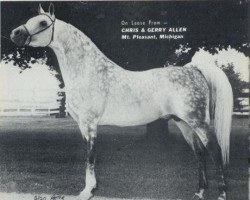 Pferd Phar ox (Vollblutaraber, 1961, von Azraff 1949 ox)