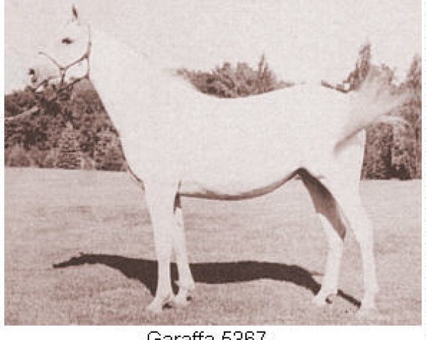 Zuchtstute Garaffa ox (Vollblutaraber, 1949, von Phantom ox)