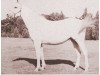 broodmare Garaffa ox (Arabian thoroughbred, 1949, from Phantom ox)