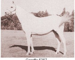 broodmare Garaffa ox (Arabian thoroughbred, 1949, from Phantom ox)