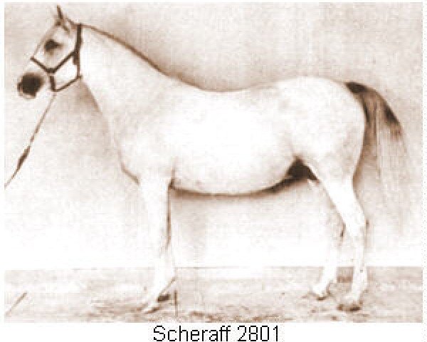 broodmare Scheraff ox (Arabian thoroughbred, 1944, from Indraff ox)