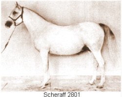 Zuchtstute Scheraff ox (Vollblutaraber, 1944, von Indraff ox)