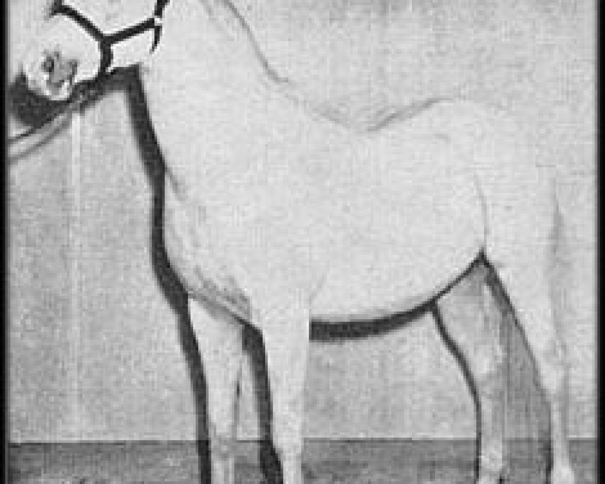 stallion Phantom ox (Arabian purebred, 1941, from Image 1933 ox)
