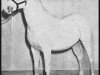 Deckhengst Phantom ox (Vollblutaraber, 1941, von Image 1933 ox)