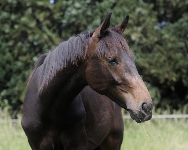 dressage horse Di Vino Venero (Hanoverian, 2022, from Donier)