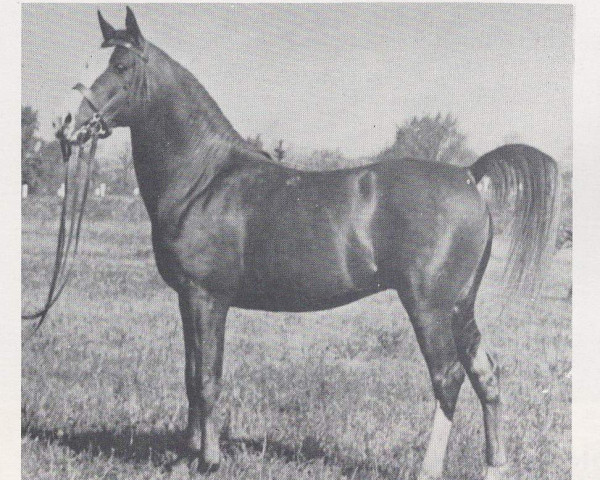 stallion Shamadan ox (Arabian thoroughbred, 1947, from Rithan ox)