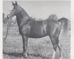 Deckhengst Shamadan ox (Vollblutaraber, 1947, von Rithan ox)