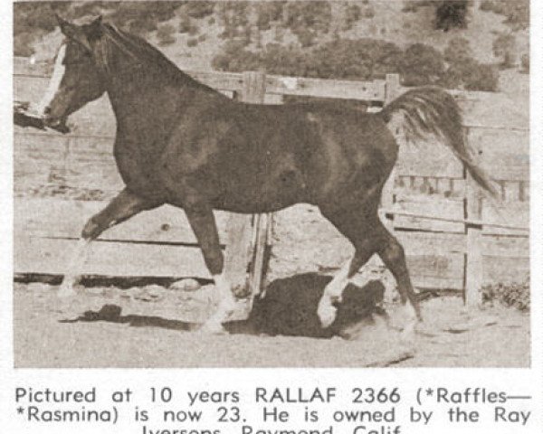 Deckhengst Rallaf ox (Vollblutaraber, 1942, von Raffles ox)