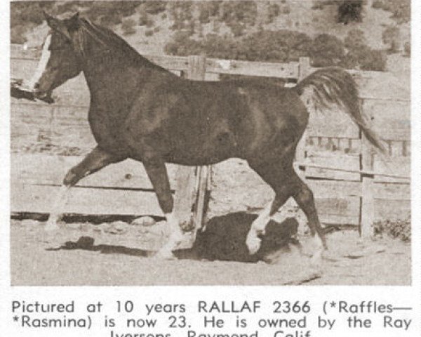 stallion Rallaf ox (Arabian thoroughbred, 1942, from Raffles ox)