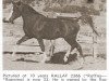 stallion Rallaf ox (Arabian thoroughbred, 1942, from Raffles ox)