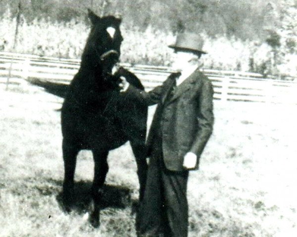 broodmare Chrallah ox (Arabian thoroughbred, 1928, from Hanad 1922 ox)