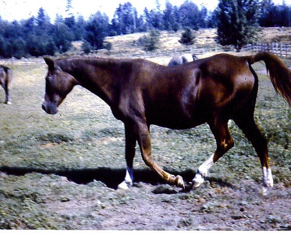 Zuchtstute Raiaba ox (Vollblutaraber, 1935, von Hasab ox)