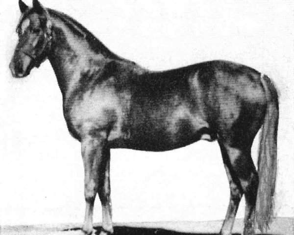 stallion Hasab ox (Arabian thoroughbred, 1931, from Hanad 1922 ox)