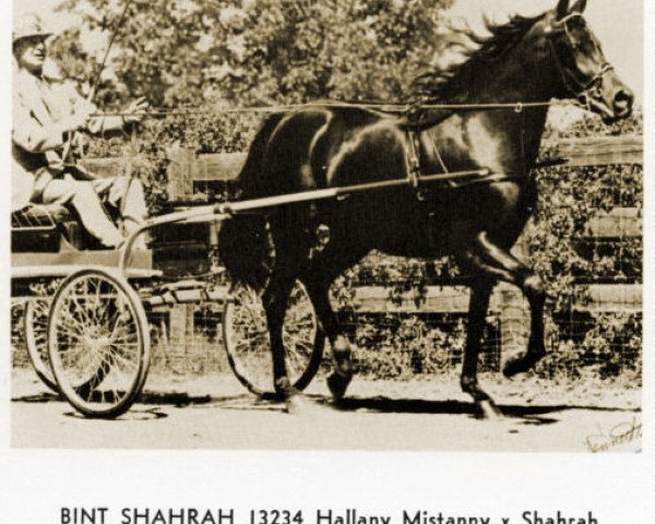 Zuchtstute Bint Shahrah ox (Vollblutaraber, 1958, von Hallany Mistanny ox)