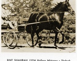 broodmare Bint Shahrah ox (Arabian thoroughbred, 1958, from Hallany Mistanny ox)