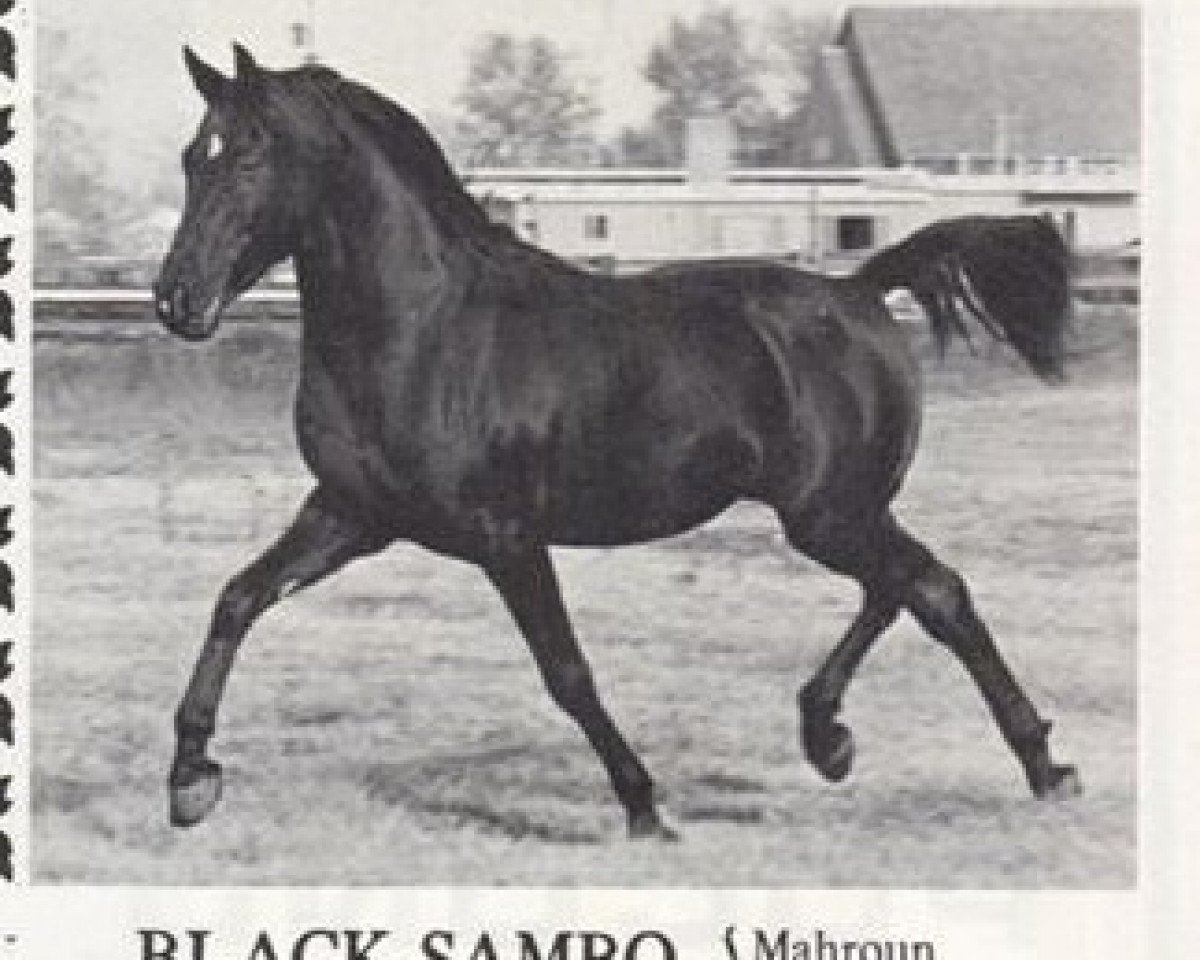 stallion Black Sambo EAO (Arabian purebred, 1956, from Mahroun EAO)