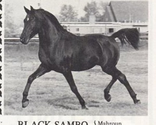 Deckhengst Black Sambo EAO (Vollblutaraber, 1956, von Mahroun EAO)