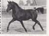 stallion Black Sambo EAO (Arabian thoroughbred, 1956, from Mahroun EAO)