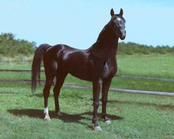 stallion As Nile King ox (Arabian thoroughbred, 1979, from Prince Ebony ox)