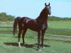 stallion As Nile King ox (Arabian thoroughbred, 1979, from Prince Ebony ox)